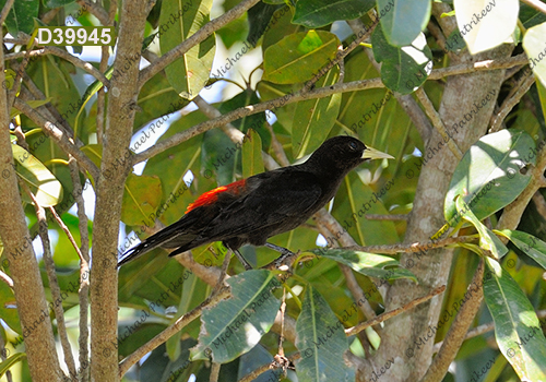 Red-rumped Cacique (Cacicus haemorrhous)